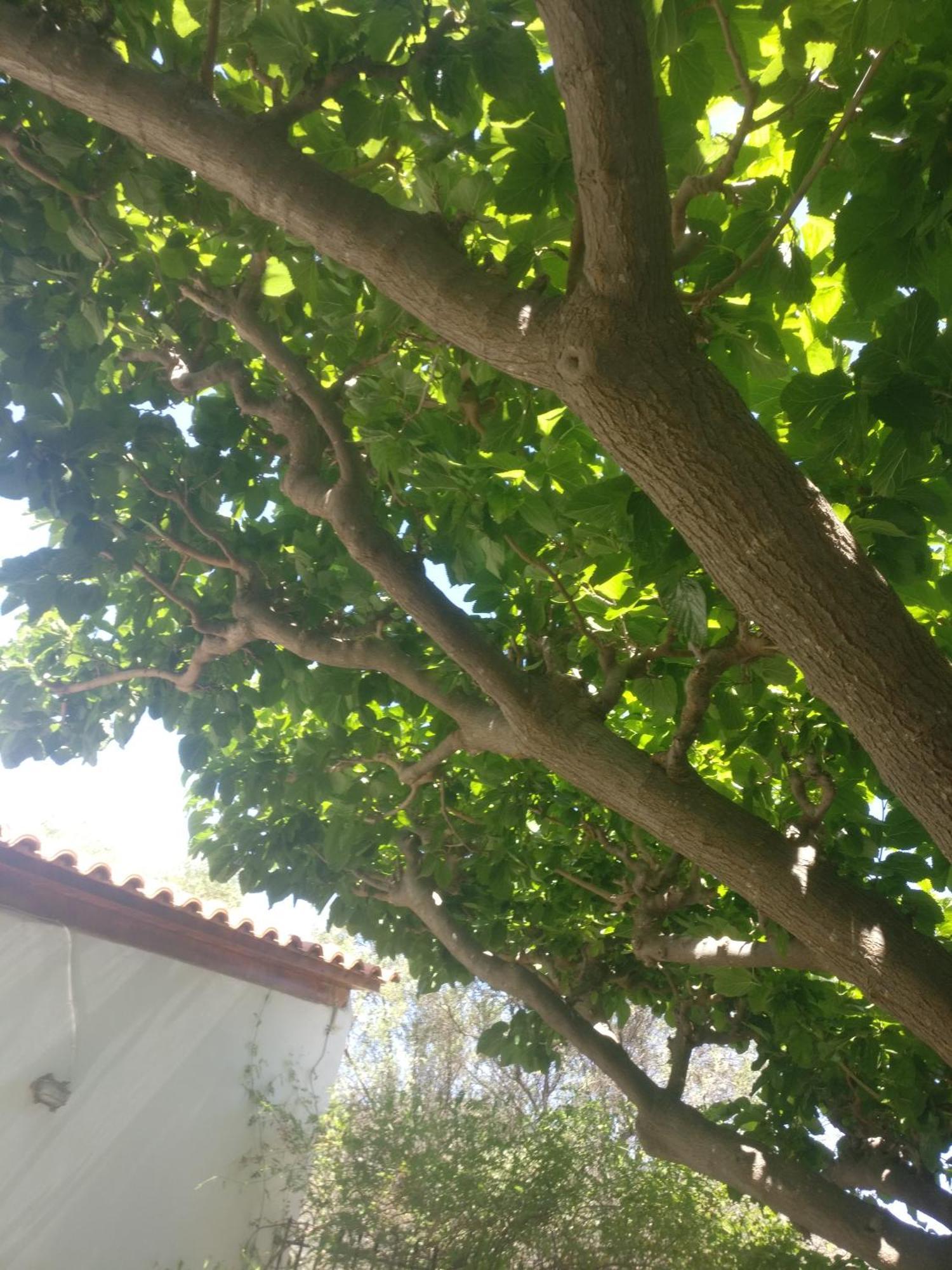 Yfantis Sakis Apartment'S エラティニ エクステリア 写真