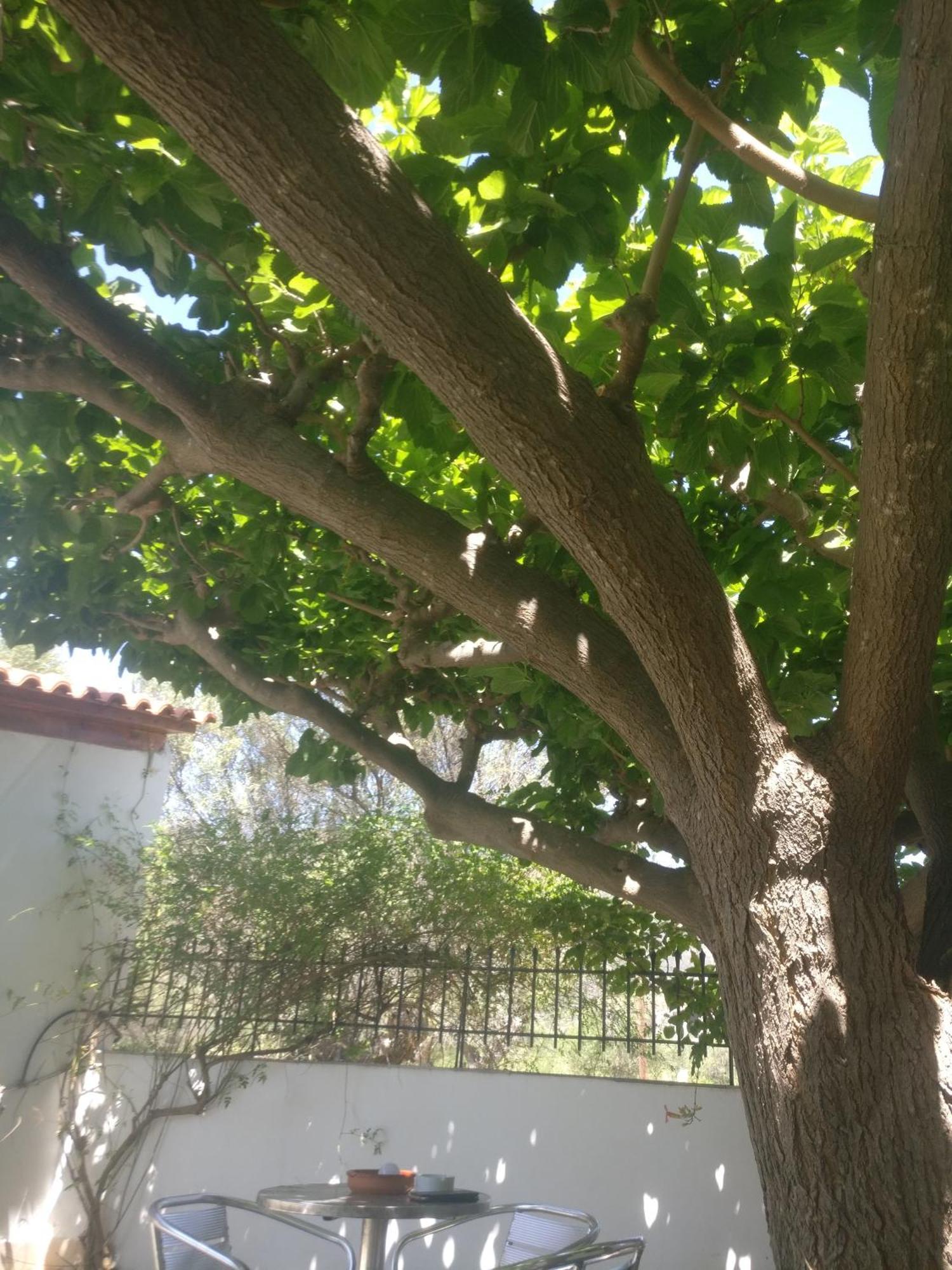 Yfantis Sakis Apartment'S エラティニ エクステリア 写真